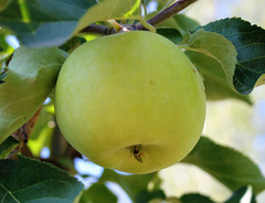 Яблоня «Жигулевское»