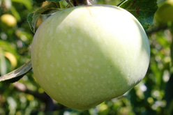 Яблоня «Ксения»