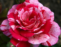 Роза «Папагено (Rose Papageno)»