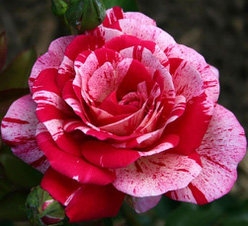 Роза «Папагено (Rose Papageno)»