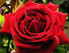 Роза «Ботеро (Botero)»