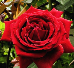 Роза «Ботеро (Botero)»