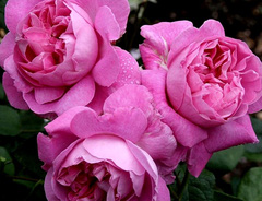 Роза «Мэри Роз (Mary Rose)»
