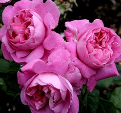 Роза «Мэри Роз (Mary Rose)»