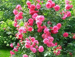 Роза «Розариум Ютерзен (Rosarium Uetersen)»
