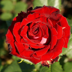 Роза «Руби Ред (Ruby Red)»
