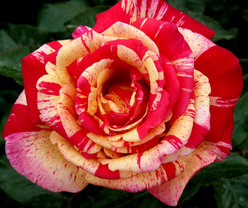 Роза «Токаде (Tocade)»