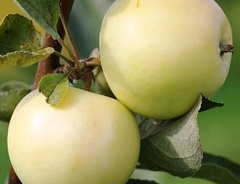 Яблоня «Белый налив»