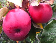 Яблоня «Пасхальное» — описание, фото и характеристики сорта