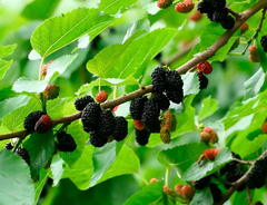 Шелковица белая (черные плоды) – ОПИСАНИЕ – купить в питомнике ИгоряНикитина «Сад Апогей»