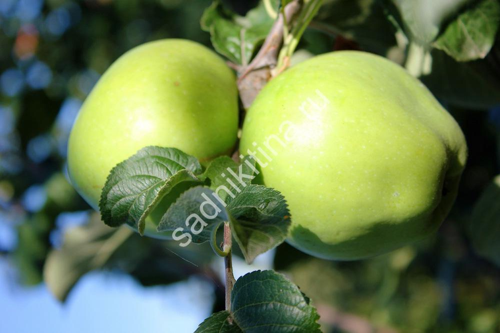 Фото сорта яблони богатырь фото и описание сорта фото