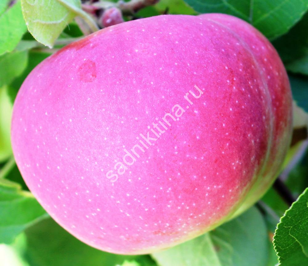 Яблоня ВЭМ-розовый ОПИСАНИЕ – купить в питомнике Игоря Никитина «Сад Апогей»
