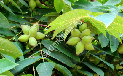 плоды ореха маньчжурского