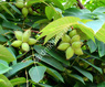 плоды ореха маньчжурского
