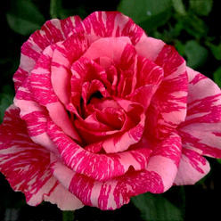 Роза &laquo;Пинк Интуишен (Pink Intuition)&raquo;