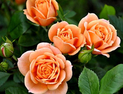 Роза «Клементин оранжевый (Apricot Clementine)»