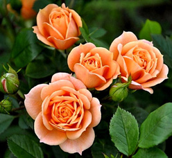 Роза &laquo;Клементин оранжевый (Apricot Clementine)&raquo;