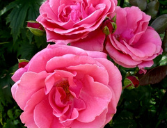 Роза «Лавиния (Lawinia)»