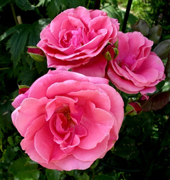 Роза «Лавиния (Lawinia)»