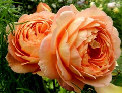 Роза «Леди оф Шэлот (Lady of Shalott)»