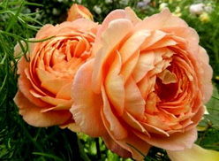 Роза «Леди оф Шэлот (Lady of Shalott)»