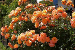 Роза &laquo;Вестэрланд (Westerland)&raquo;