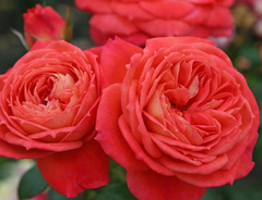 Роза &laquo;Квин оф Хартс (Queen of Hearts)&raquo;