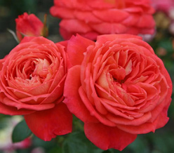 Роза &laquo;Квин оф Хартс (Queen of Hearts)&raquo;
