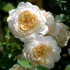 Роза «Крокус Роуз (Crocus Rose)»
