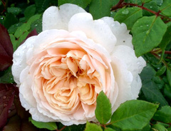Роза «Крокус Роуз (Crocus Rose)»