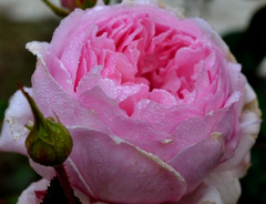 Роза &laquo;Веджвудская роза (The Wedgwood Rose)&raquo;