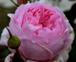 Роза «Веджвудская роза (The Wedgwood Rose)»