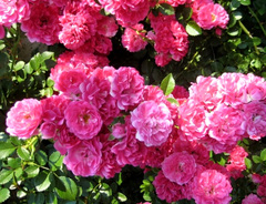Роза «Эксцельза (Excelsa)»