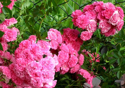 Роза &laquo;Эксцельза (Excelsa)&raquo;