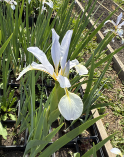 Ирис безбородый &laquo;Занора Сеньорита&raquo;