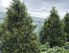 Туя &laquo;Брабант&raquo;