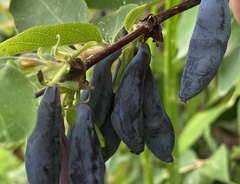 Жимолость &laquo;Неосыпающаяся&raquo;