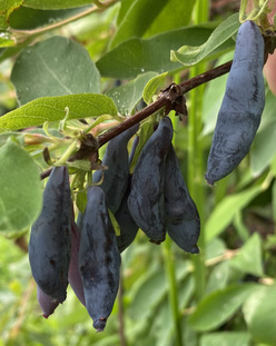 Жимолость «Неосыпающаяся»