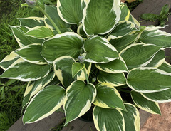 Хоста &laquo;Минитмен&raquo;