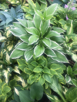 Хоста &laquo;Альбомаргината&raquo;