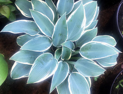 Хоста &laquo;Блю Айвори&raquo;