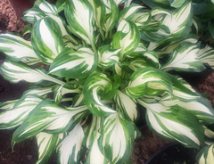 Хоста &laquo;Черри Берри&raquo;