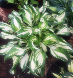 Хоста &laquo;Черри Берри&raquo;