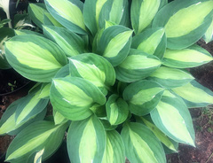 Хоста &laquo;Джипси Роуз&raquo;