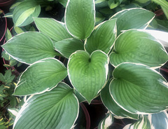 Хоста &laquo;Франсе&raquo;