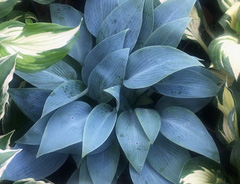 Хоста &laquo;Халцион&raquo;