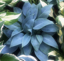 Хоста &laquo;Халцион&raquo;