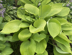 Хоста &laquo;Императрица Ву&raquo;