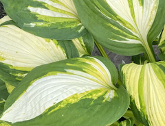 Хоста &laquo;Колор Фестиваль&raquo;