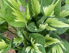 Хоста &laquo;Колоред Халк&raquo;